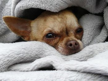 Portrait of dog resting on bed