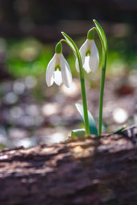 Close-up of white flowering plant