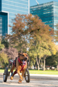 Handicapped dog in wheelchair running at a park