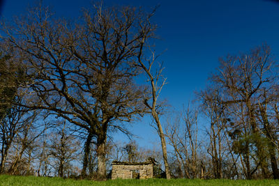 Bare trees on field against clear sky