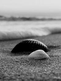 Close-up of seashell on beach