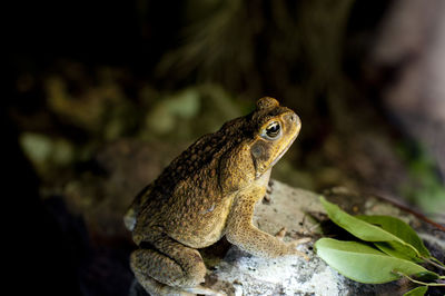 Close-up of lizard on rock