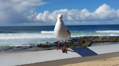 Seagull perching on beach against sky