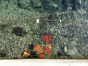 High angle view of leaves in water