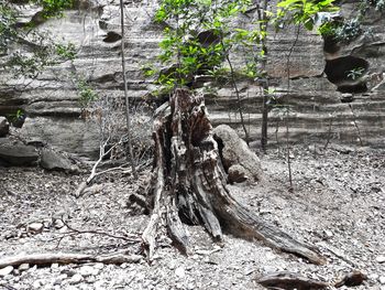 Close-up of tree trunk