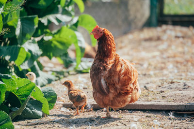 Birds in a farm