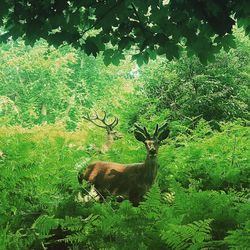 Deer in forest