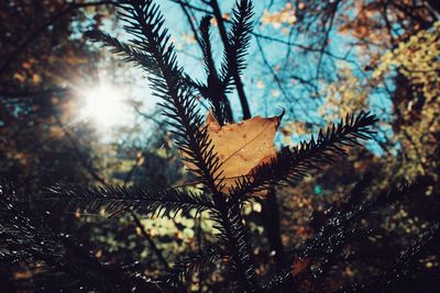 Low angle view of tree leaves