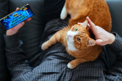 The red cat lies on its owner. cat lover. the cat bothering while a person using a smartphone