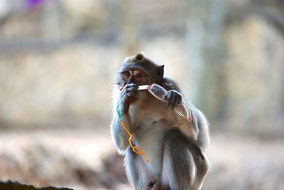 Close-up of monkey with someones