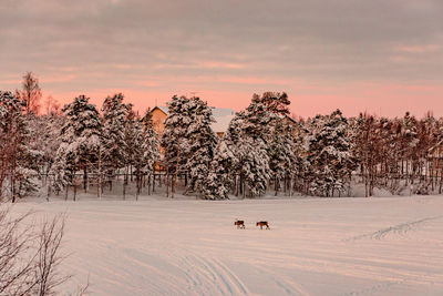 View of horse on snow covered field against sky