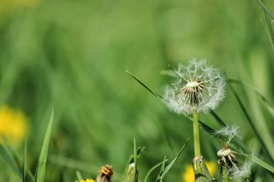 Close-up of dandelion flower on field