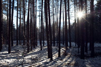 Sunlight streaming through trees in forest during winter