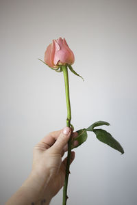 Close-up of hand holding flower against white background