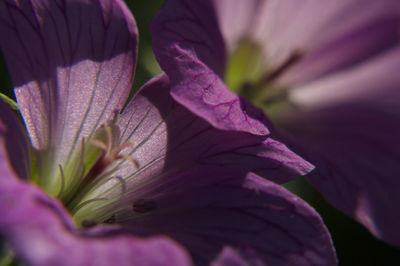 Close-up of flower blooming outdoors