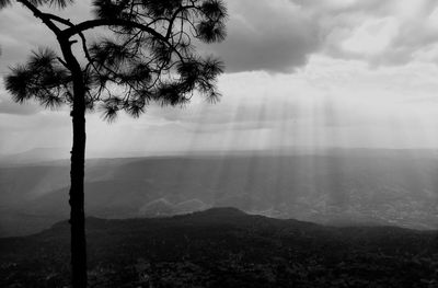 Tree on mountain against sky