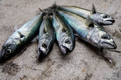 High angle view of dead fish