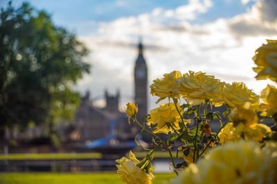 Close-up of flower against blurred background