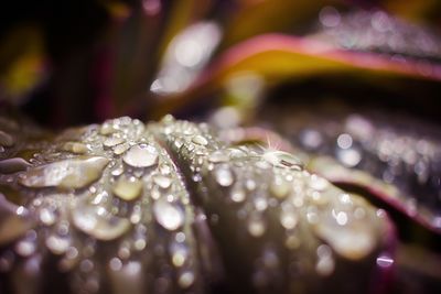 Close-up of water drops on plant