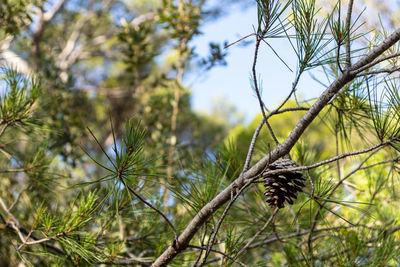 Low angle view of pine tree