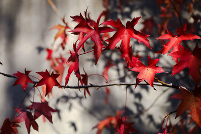 Close-up of red maple leaves on tree