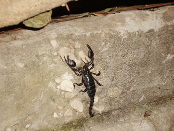 High angle view of insect on wall