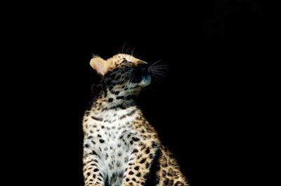 Close-up of leopard against black background