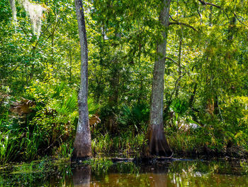 Trees by lake in forest