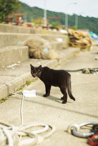 Black cat on the shore