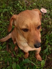 Close-up portrait of a dog on field