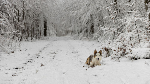 Dog on snow covered field