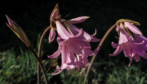 Close-up of pink flowering plants