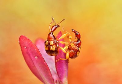 Close-up of insect on purple flower