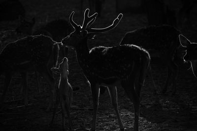 Deer in a forest