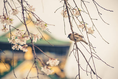 Bird perching on a tree