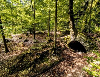 Plants and trees in forest