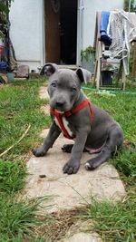 Portrait of dog sitting on grass