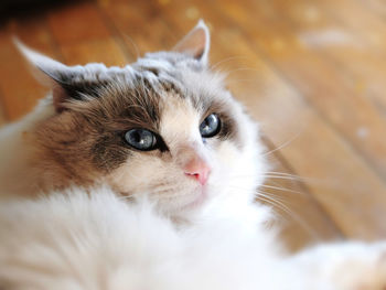 Close-up portrait of cat