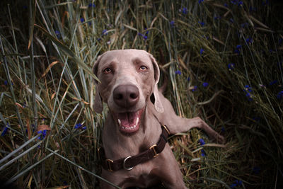 Portrait of dog on grass