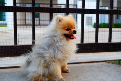 Dog looking away in cage