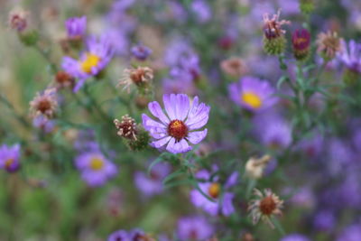 Close-up of cosmos flowers blooming outdoors