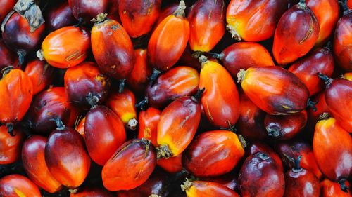 Full frame shot of tomatoes for sale