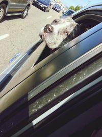 Close-up of dog in car