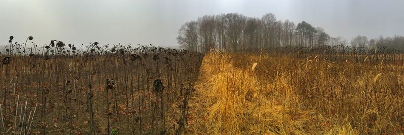 Plants growing on land against sky