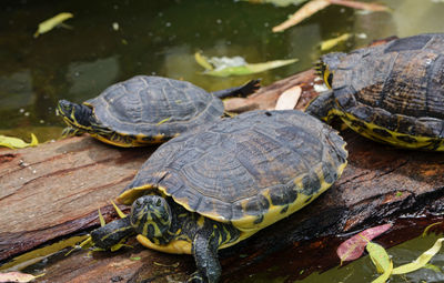 High angle view of turtles on log in river