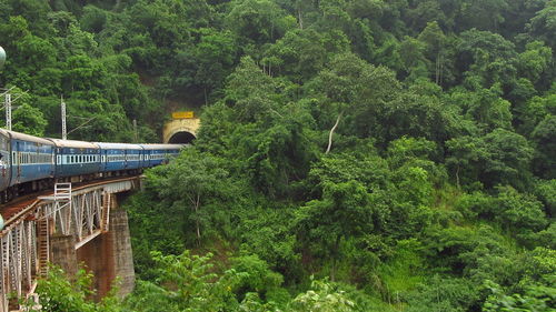 Train amidst trees in forest