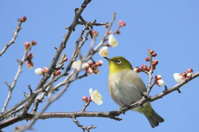 Low angle view of bird perching on tree against sky