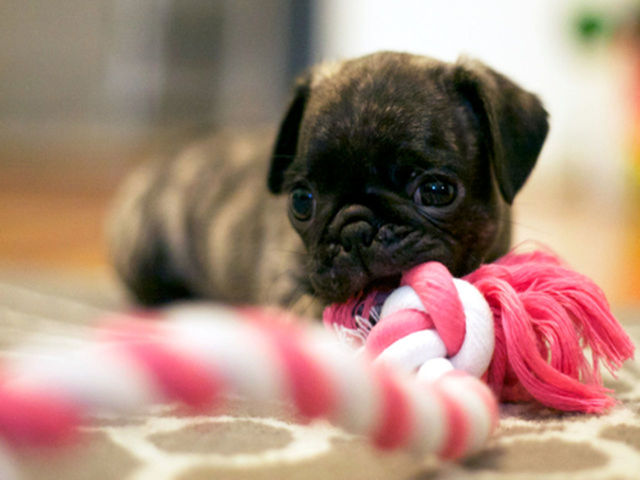 pets, domestic animals, animal themes, dog, one animal, focus on foreground, close-up, mammal, indoors, red, portrait, flower, looking at camera, selective focus, pink color, no people, cute, animal head, sticking out tongue