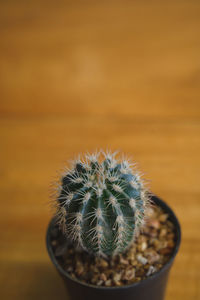 Close-up of cactus in potted plant