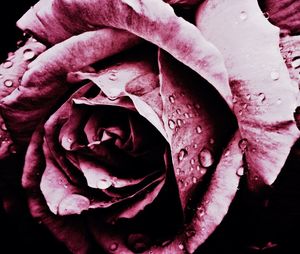 Close-up of pink rose